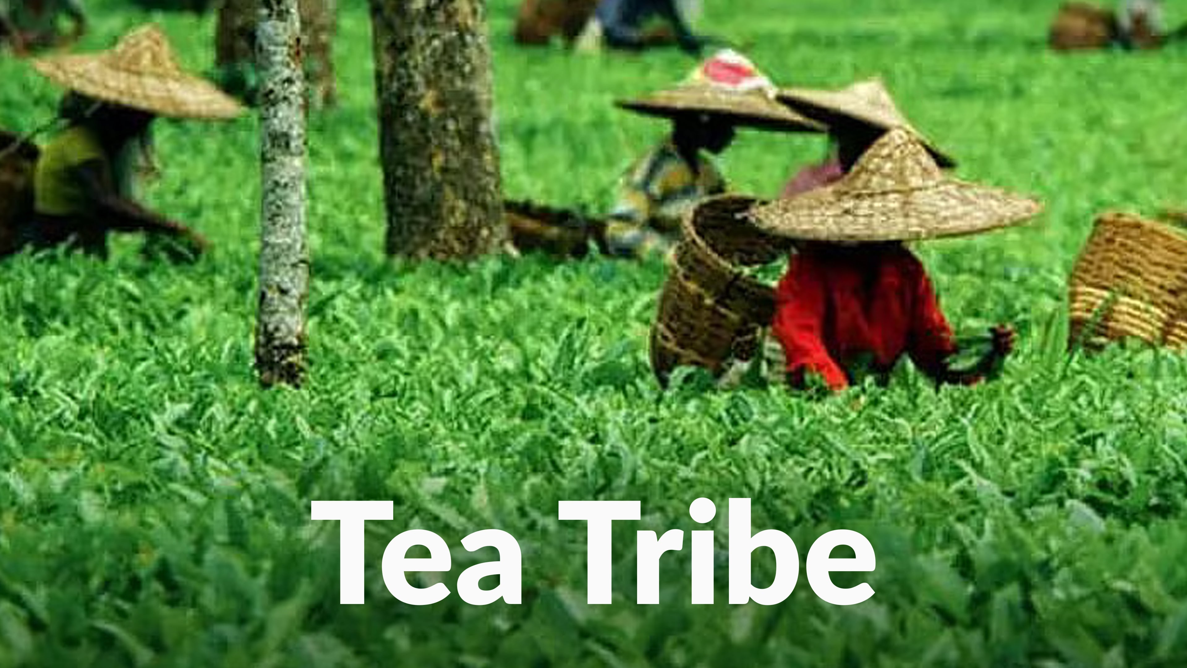 Tea Tribe