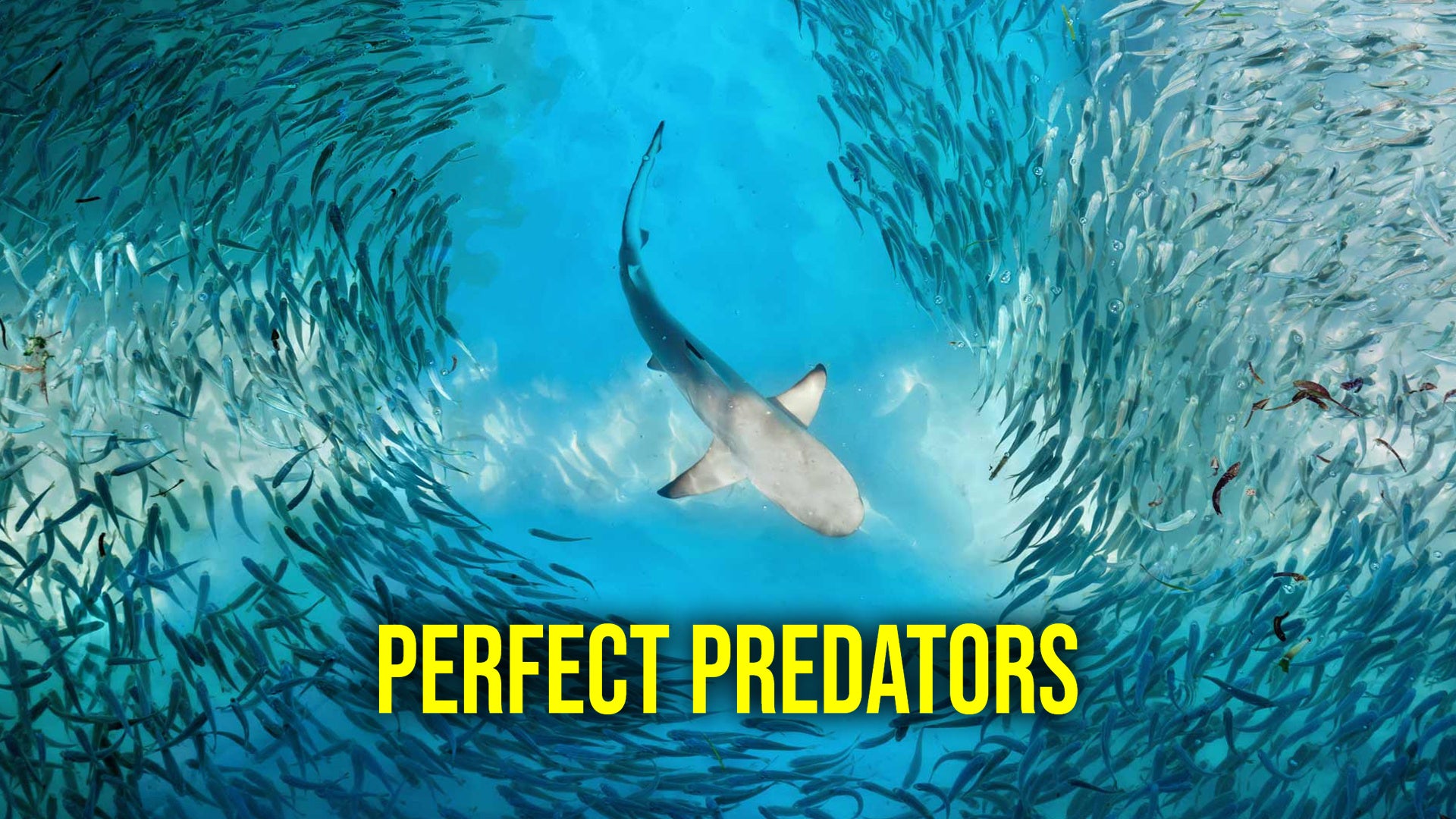 Perfect Predators
