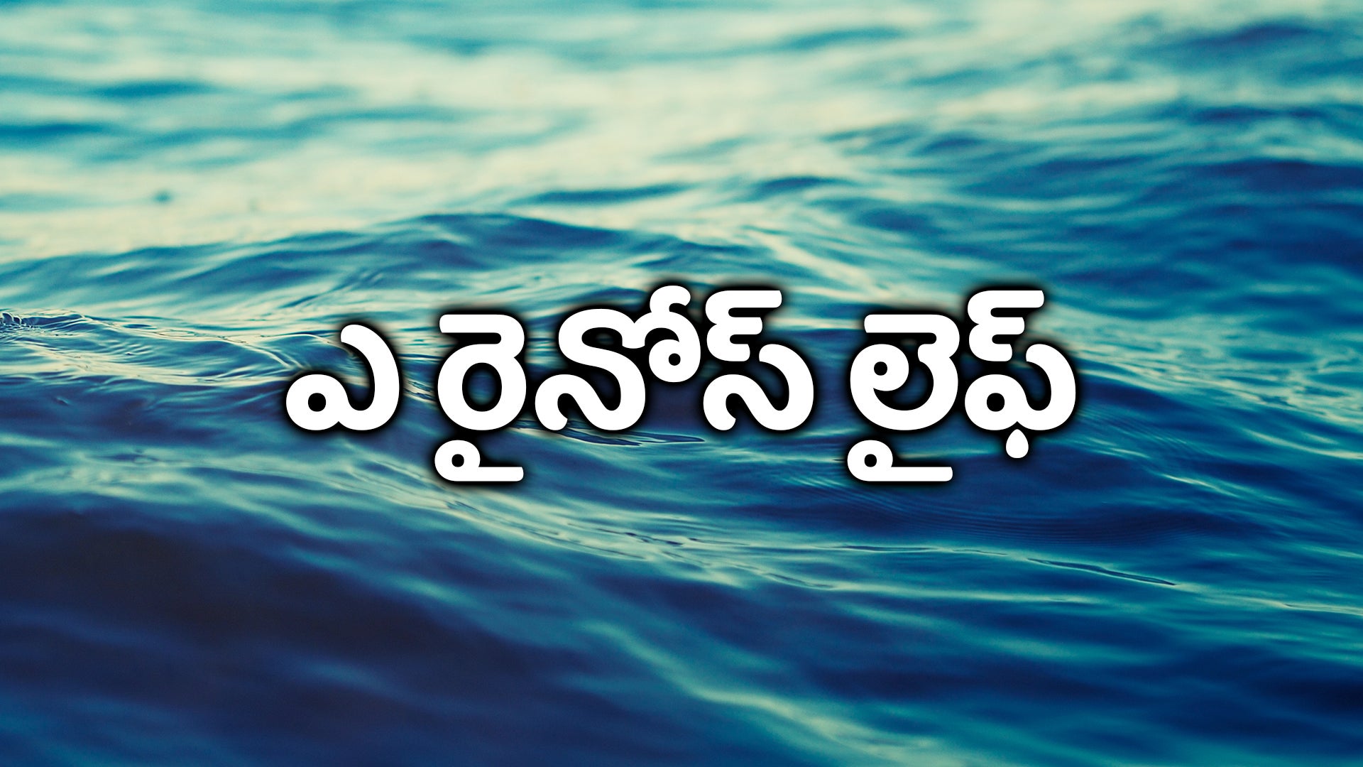 ఎ రైనోస్ లైఫ్