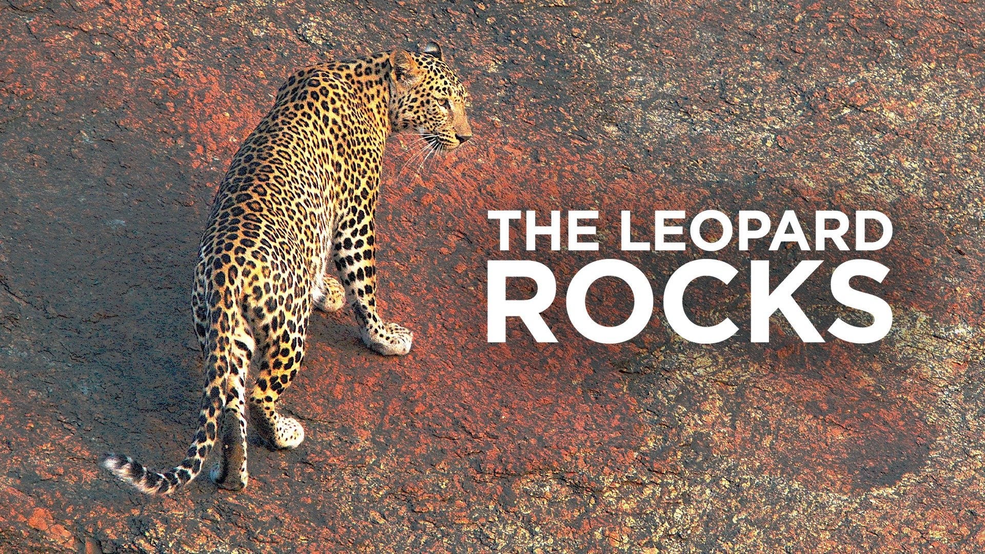 The Leopard Rocks