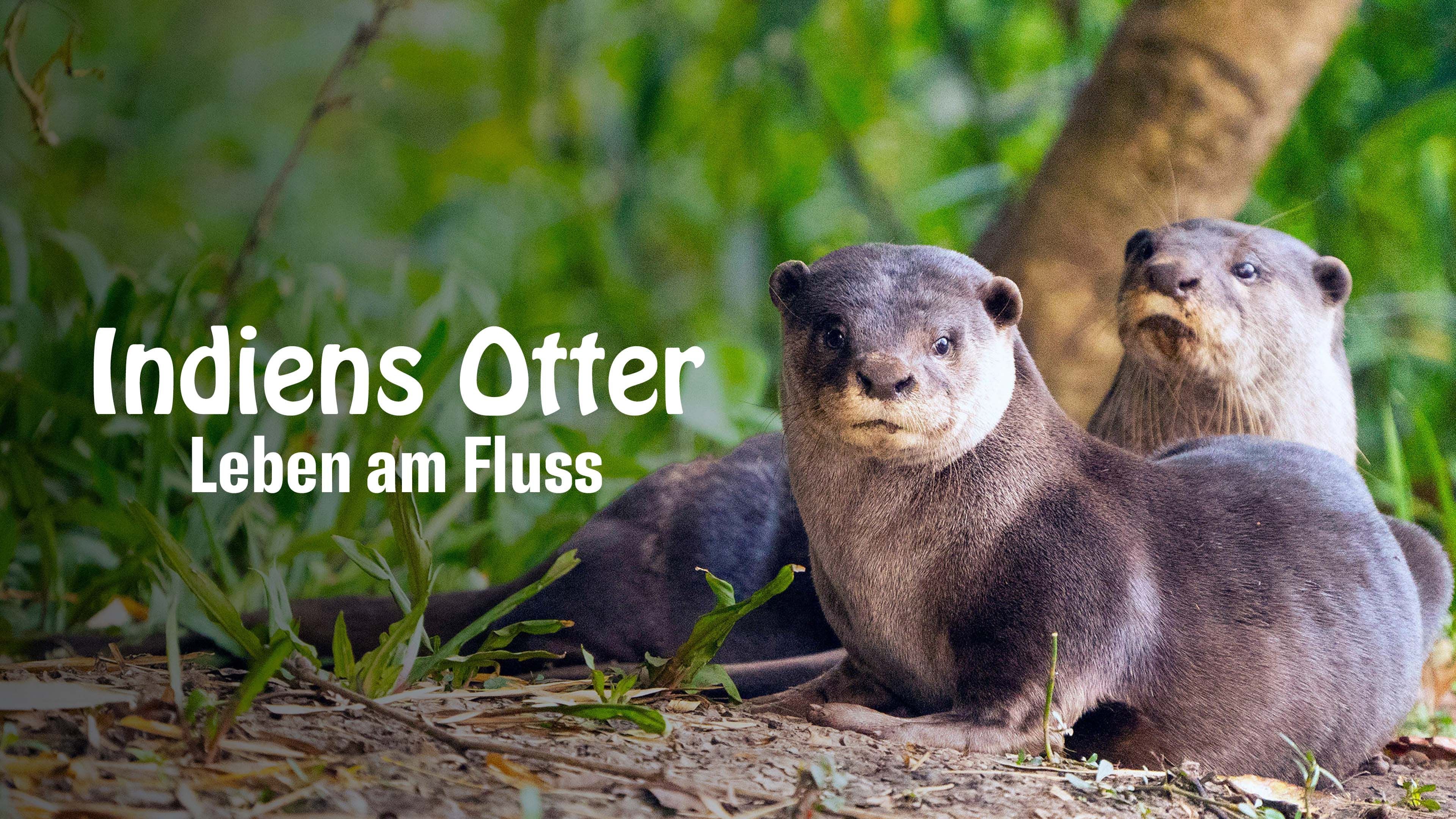 My Otter Diary