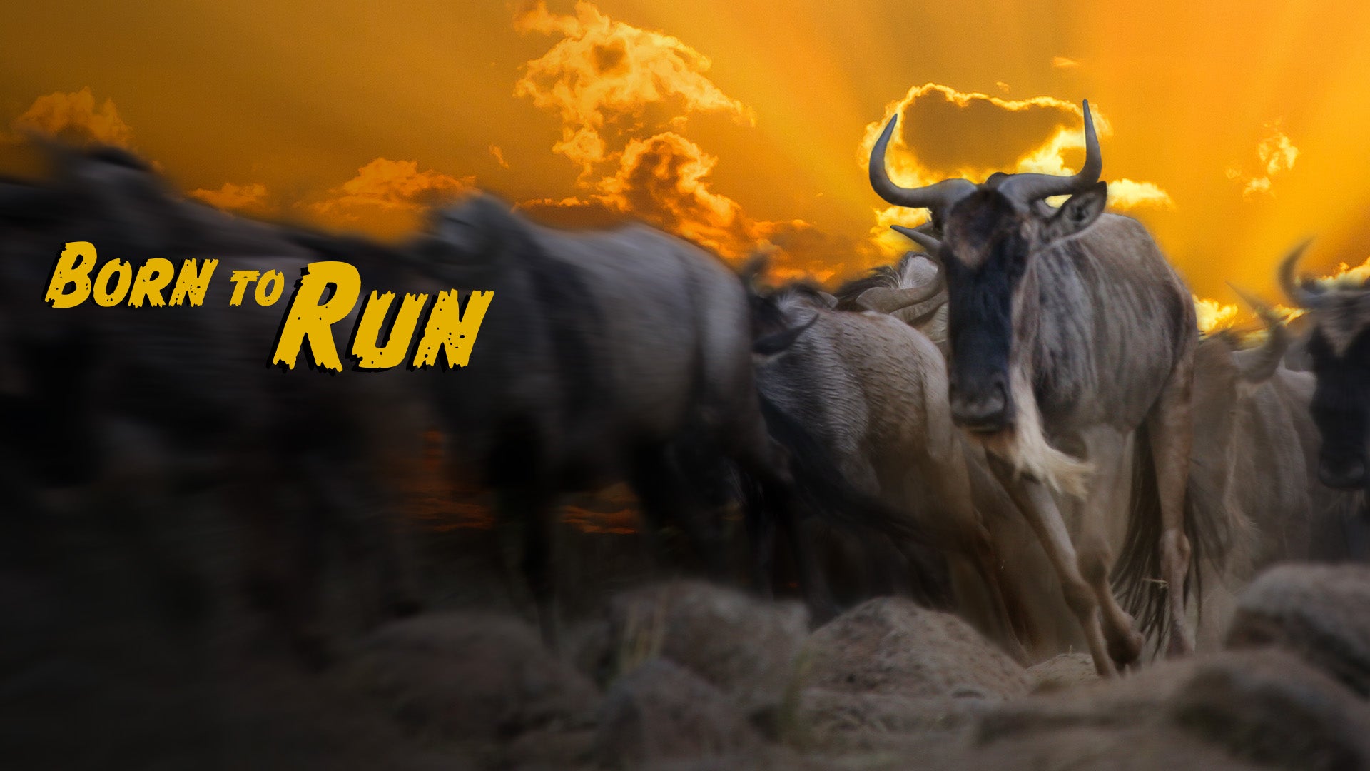 Wildebeest: Born to Run