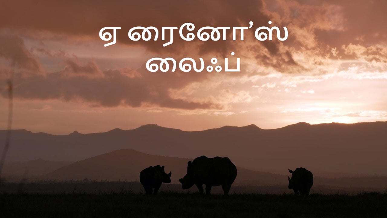 ஏ ரைனோ'ஸ் லைஃப்