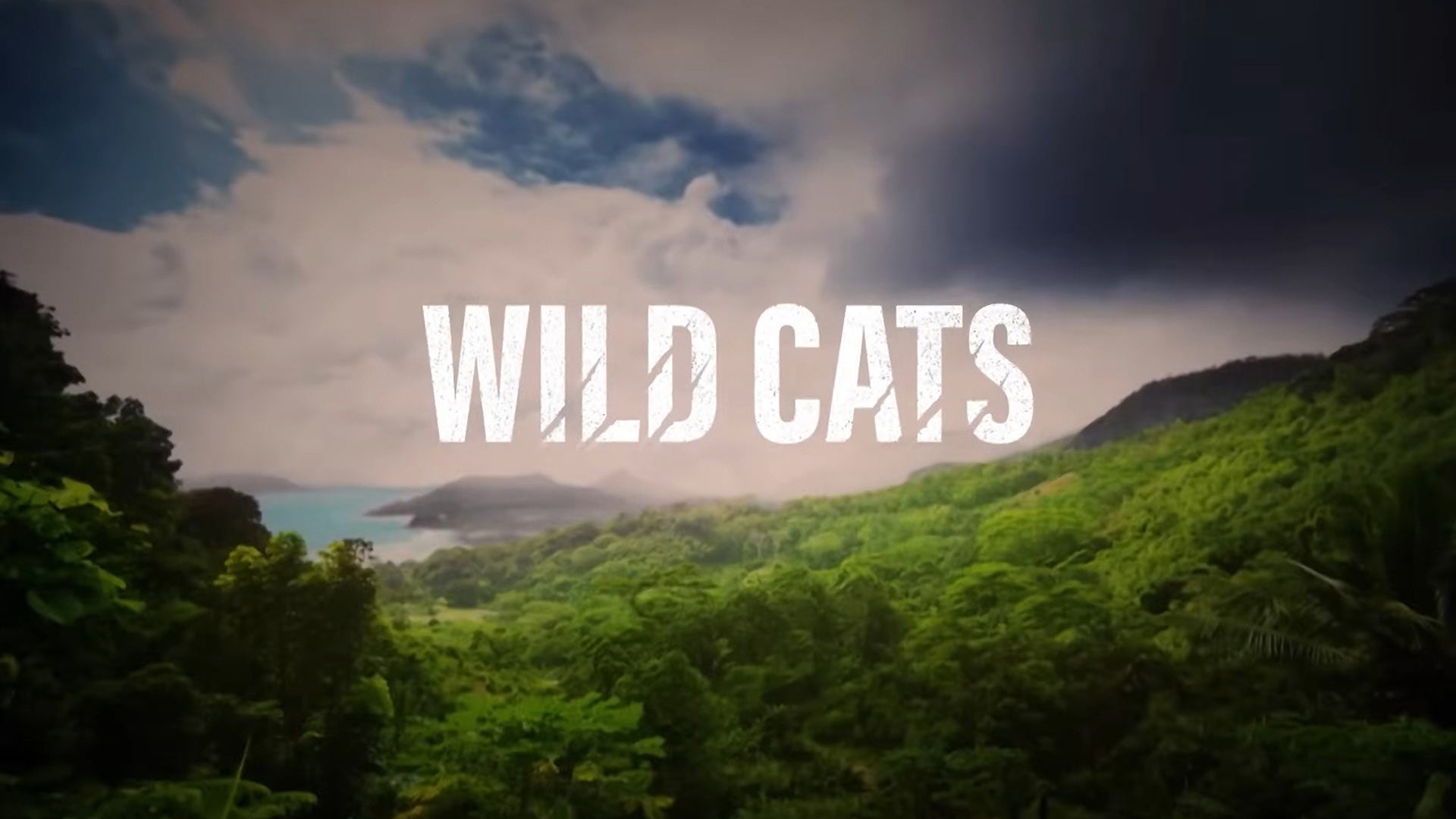 Wild Cats
