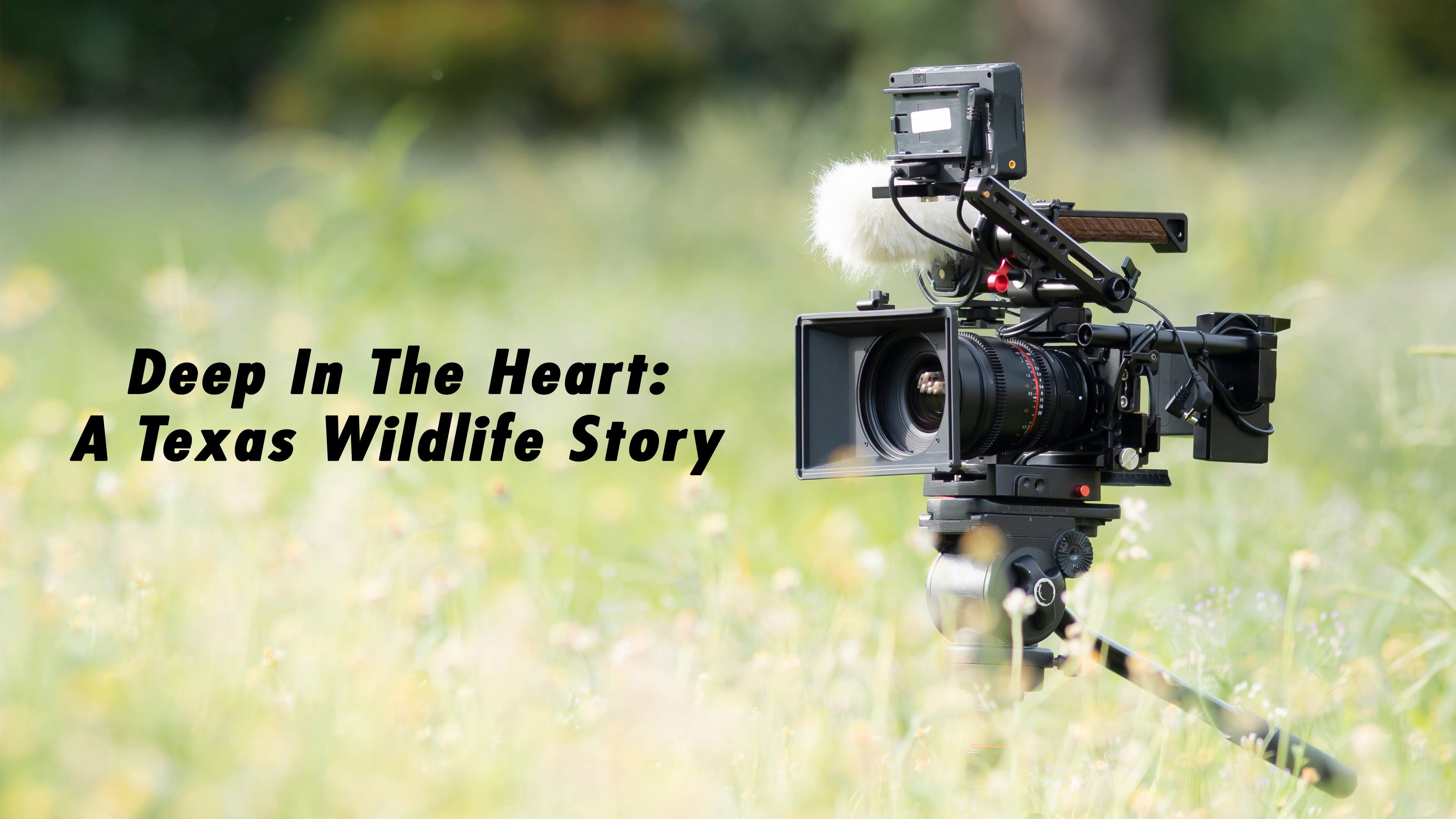 Deep In The Heart: A Texas Wildlife Story