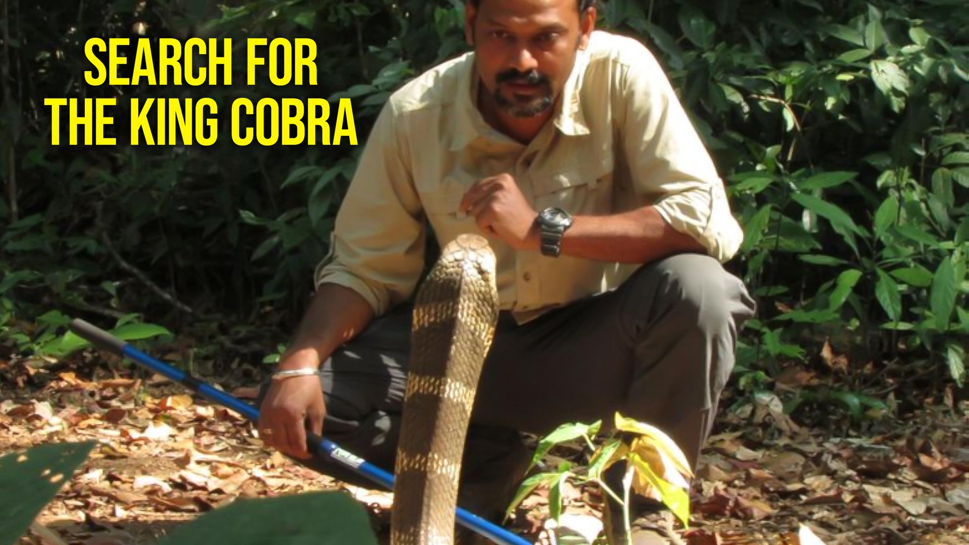 Search For The King Cobra