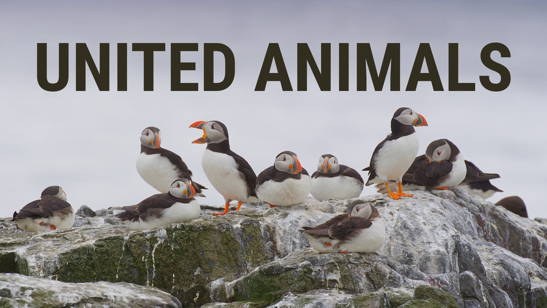 United Animals