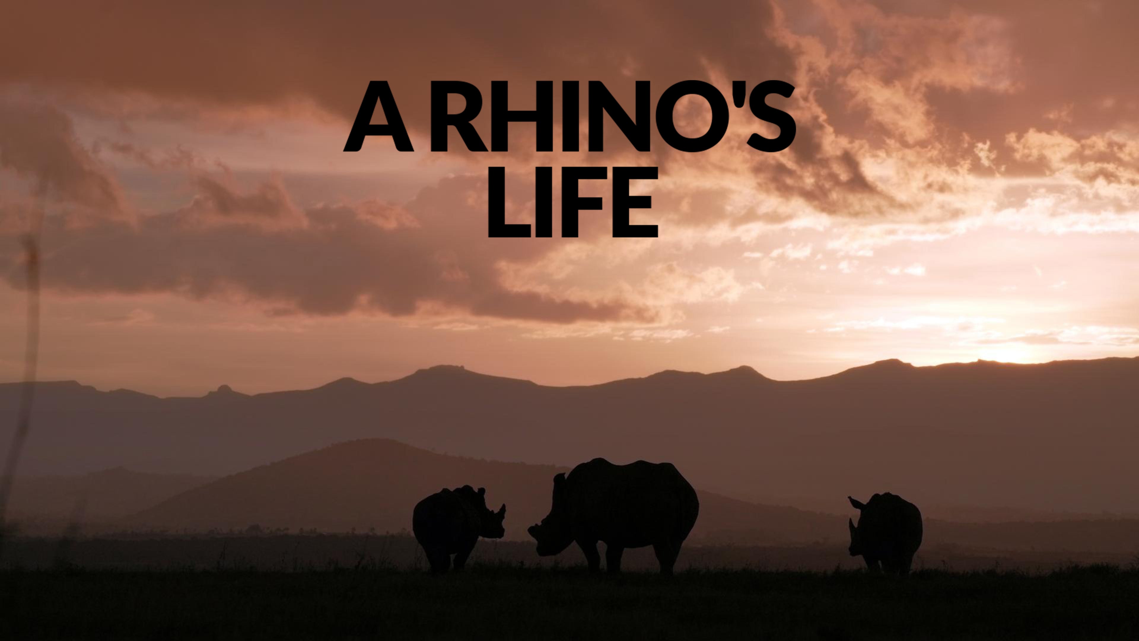 A Rhino's Life