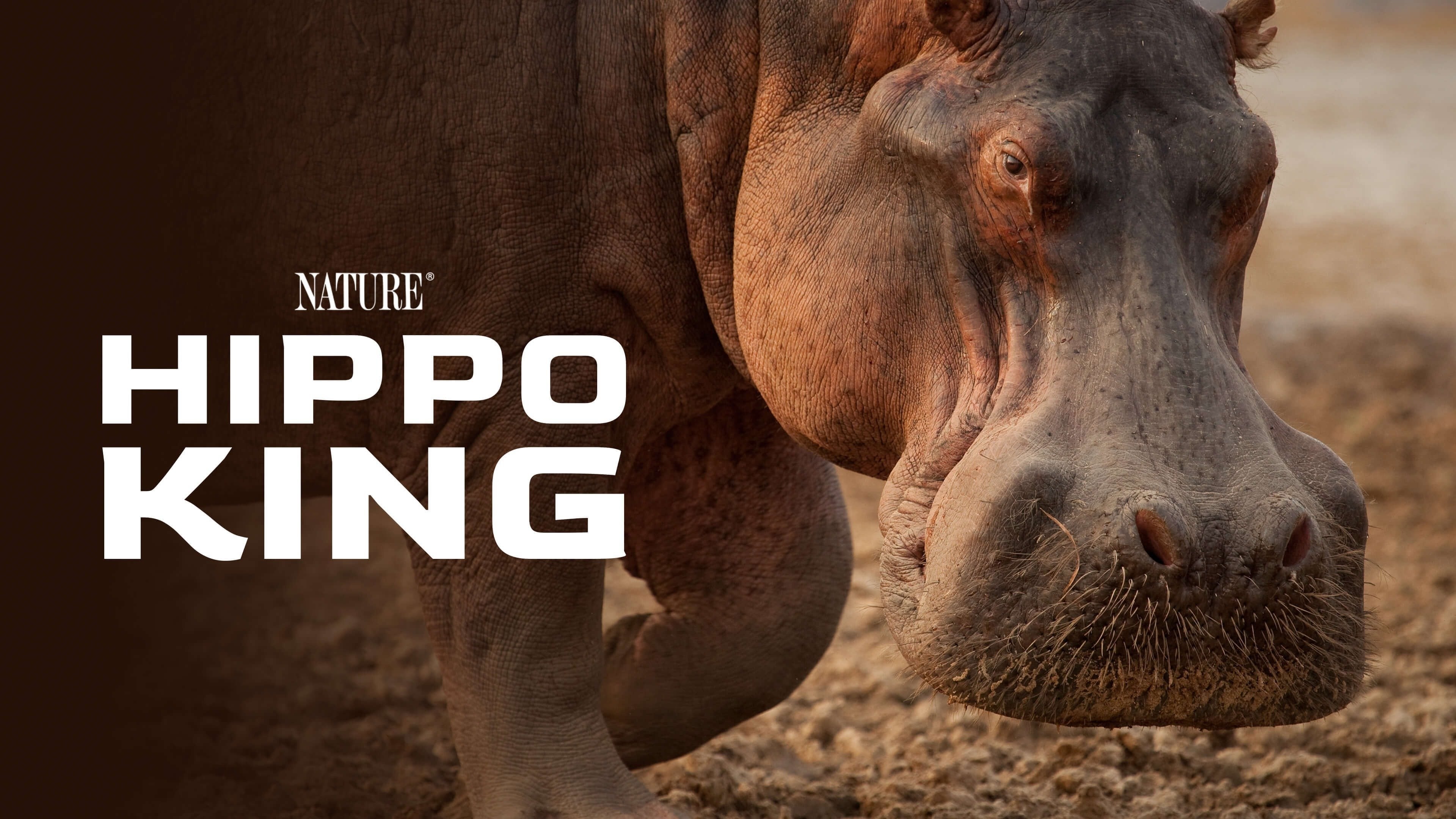Hippo King