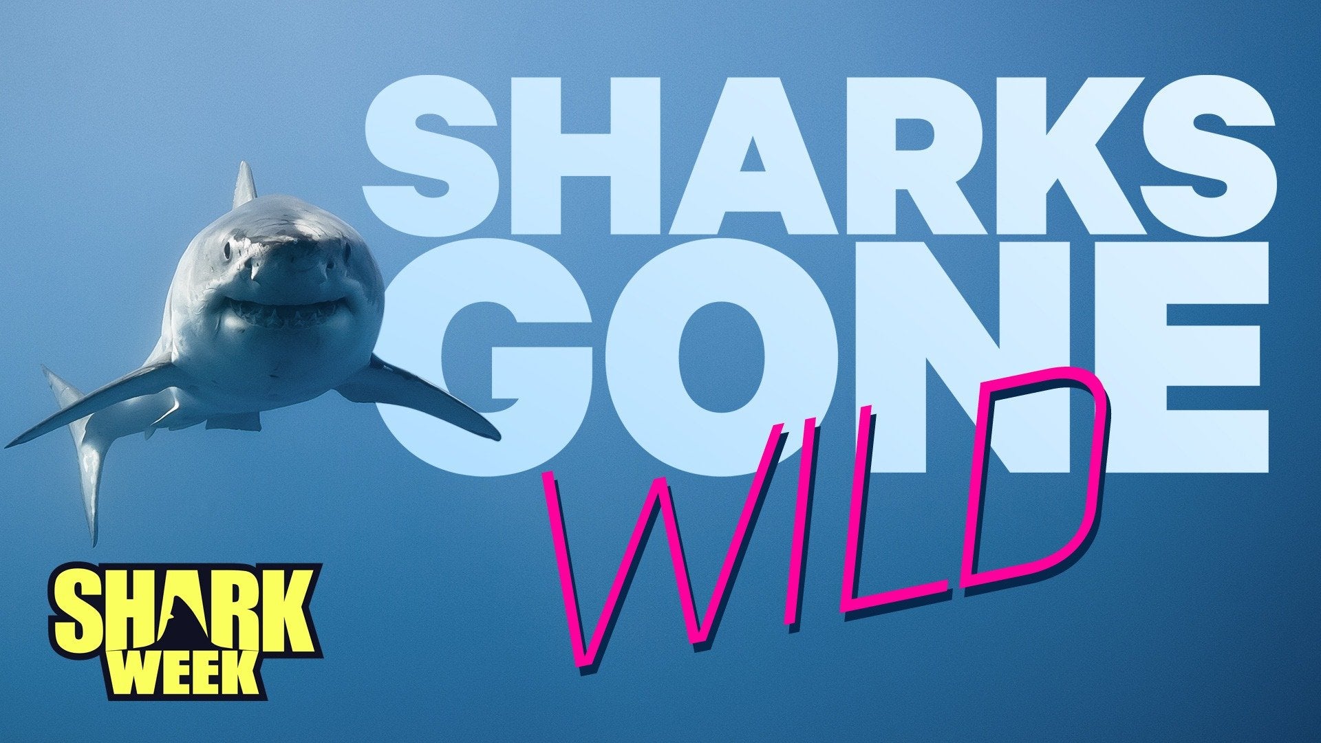 Sharks Gone Wild