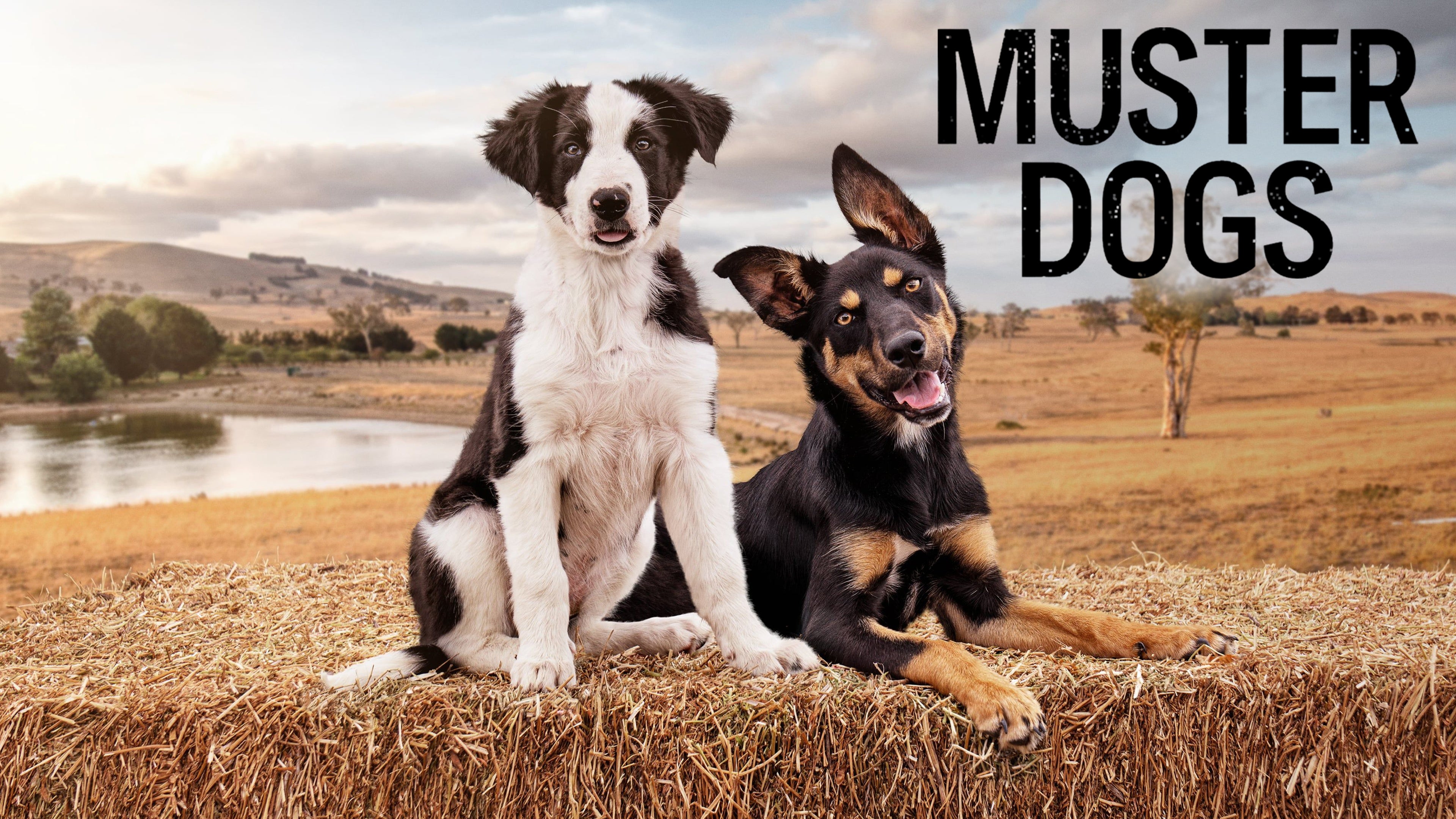 Muster Dogs