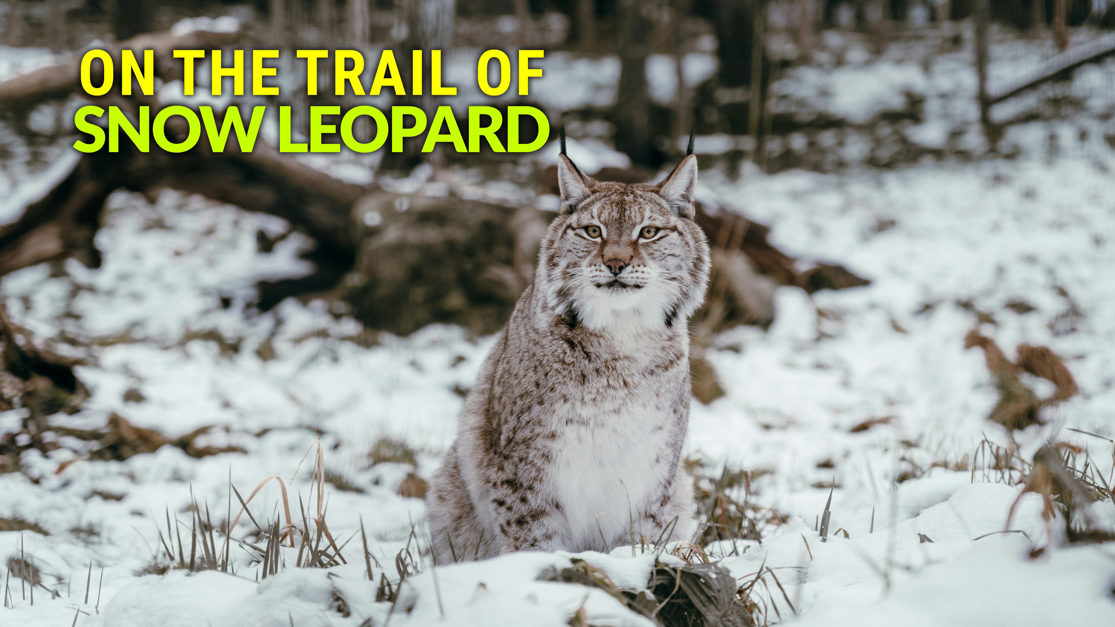 On The Trail Of Snow Leopard