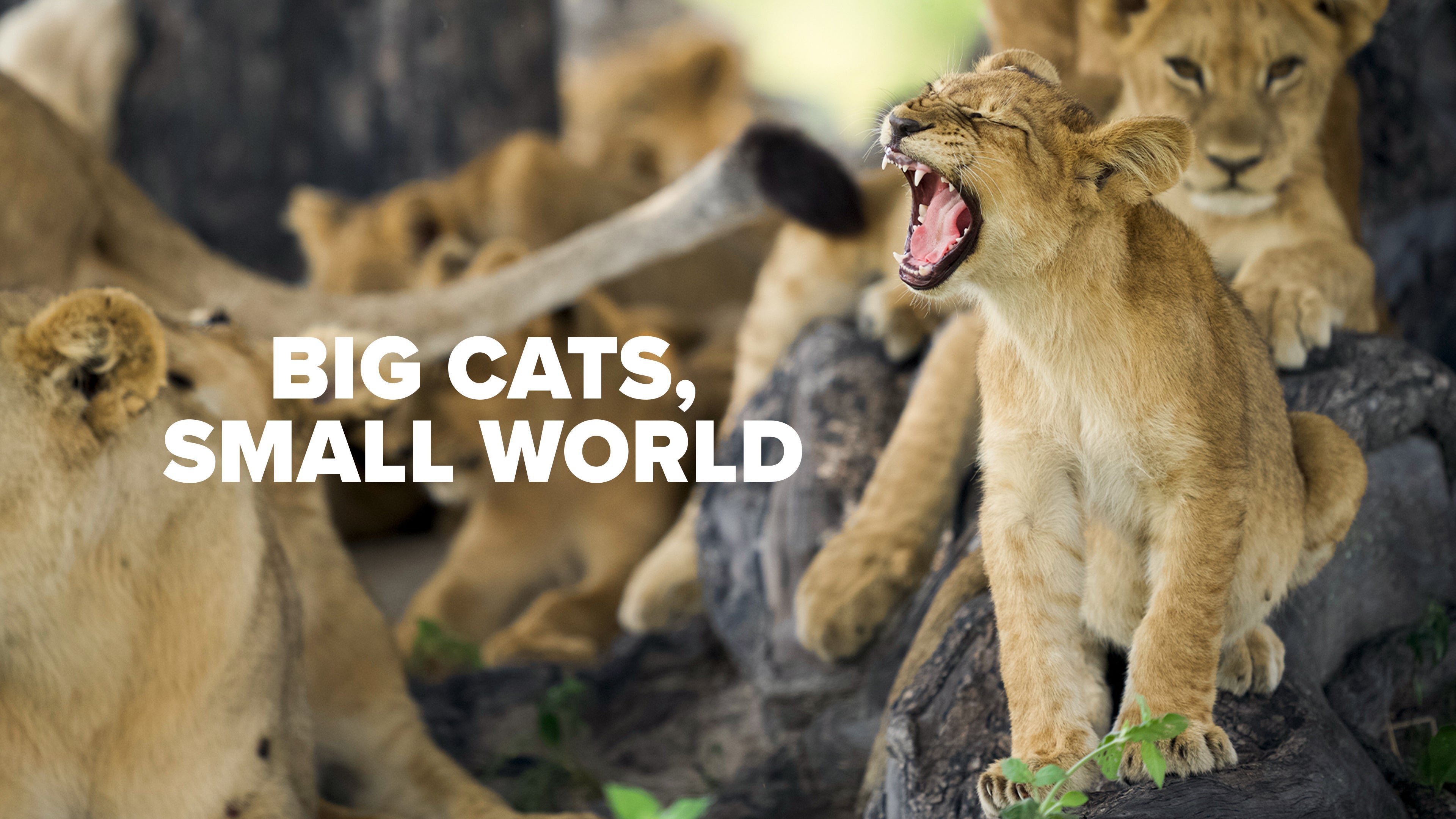 Big Cats Small World